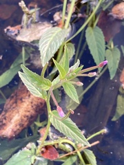 Epilobium ciliatum