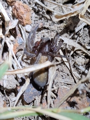 Asthenoctenus borellii