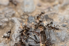 Lasius japonicus