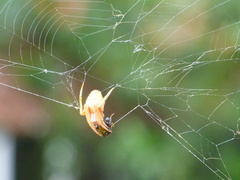 Eriophora