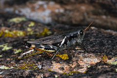 Melanoplus eumera