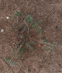 Tribulus terrestris