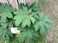Tetrapanax