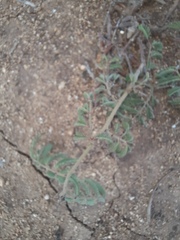 Tribulus terrestris