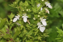 Teucrium cubense