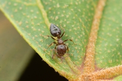 Crematogaster matsumurai