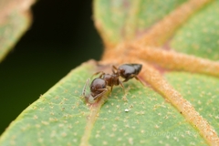 Crematogaster matsumurai