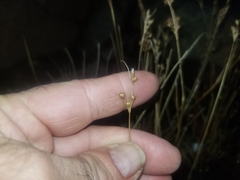 Juncus dudleyi