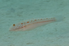 Valenciennea puellaris