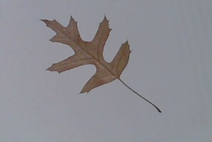 Quercus