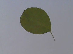 Maleae