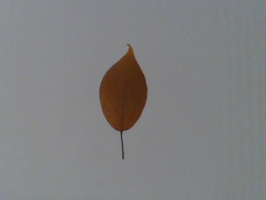 Amygdaloideae