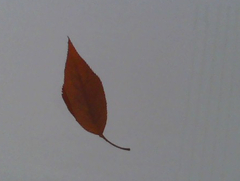 Amygdaloideae