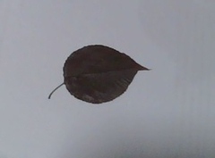 Magnoliopsida