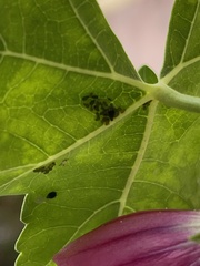 Aphis