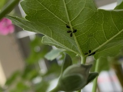 Aphis