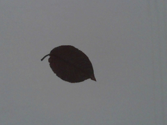 Magnoliopsida