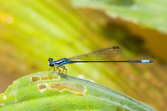 Aeolagrion inca