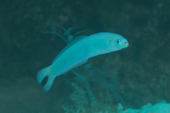 Ptereleotris heteroptera