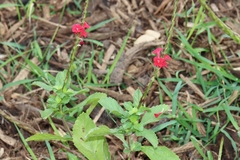 Stachytarpheta sessilis