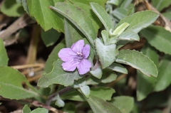 Dyschoriste crenulata