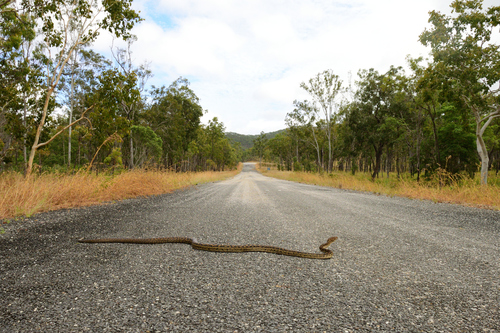 Australian Scrub Python sighting