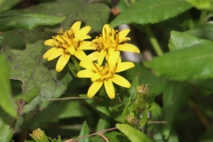 Trixis inula