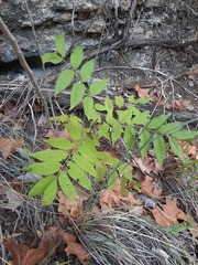 Juglans major