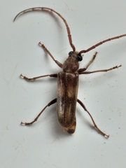 Crinarnoldius maculatus