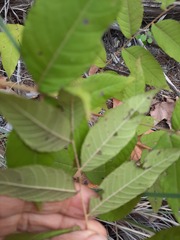 Juglans major