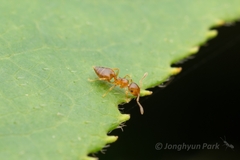 Crematogaster osakensis