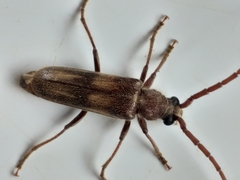 Crinarnoldius maculatus