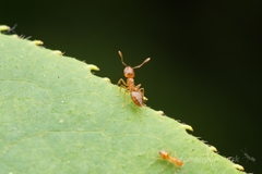 Crematogaster osakensis