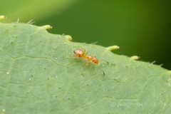 Plagiolepis flavescens