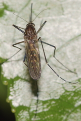 Aedes antipodeus