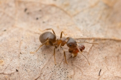 Lasius hayashi