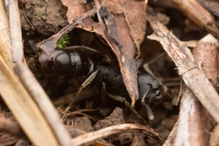 Ectomomyrmex javanus