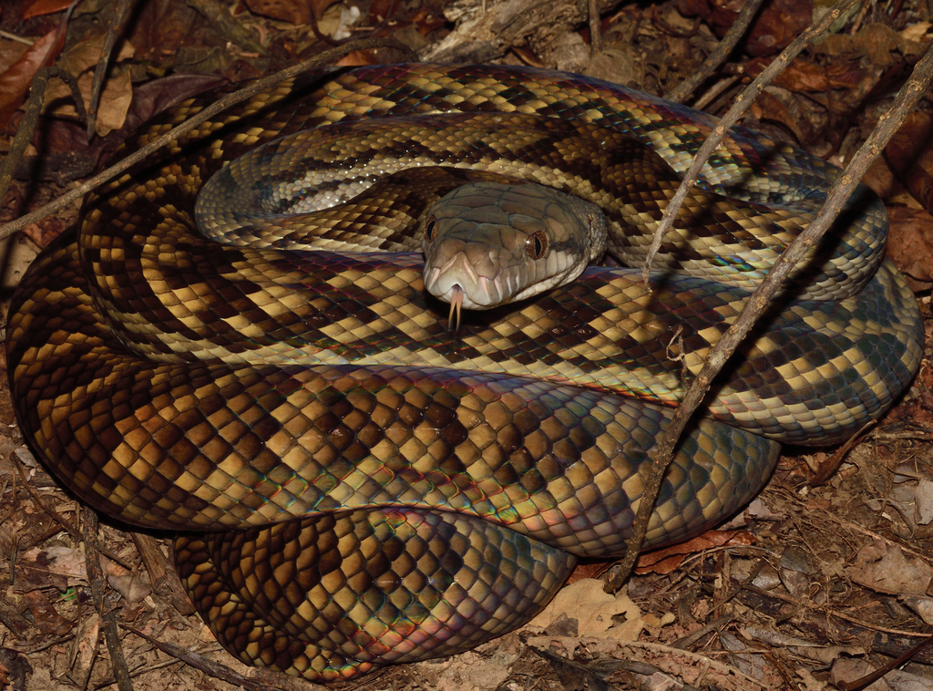 Australian Scrub Python from Lamb Range QLD 4870, Australia on March 12 ...