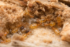 Plagiolepis flavescens