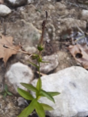 Lobelia cardinalis