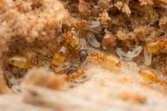 Plagiolepis flavescens