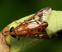 Tabanocella