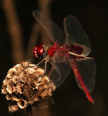 Urothemis