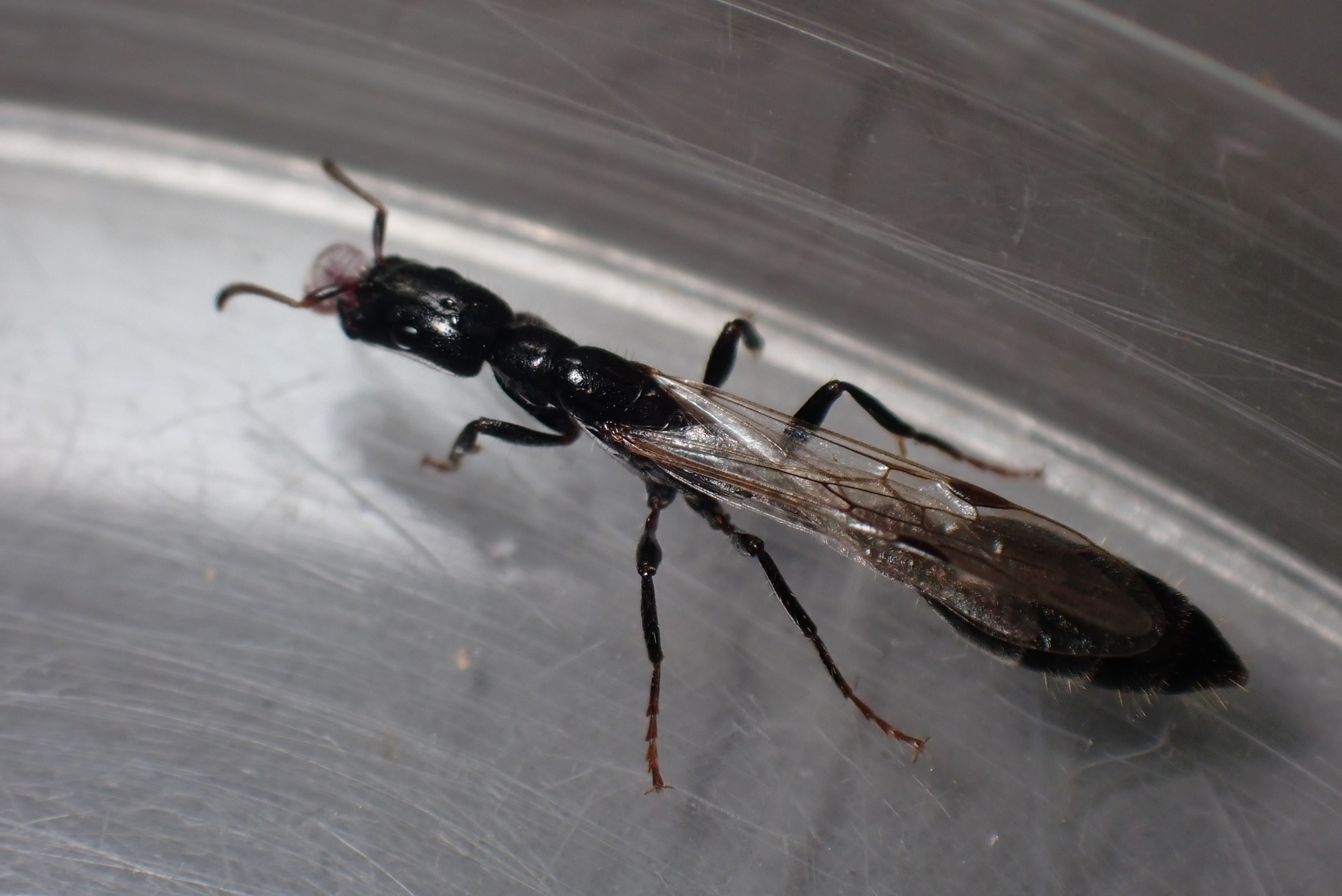 Tetraponera binghami