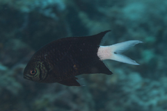 Chromis xanthura
