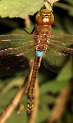 Anax ephippiger