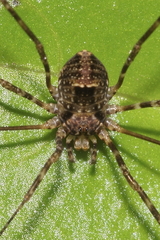 Forsteropsalis inconstans