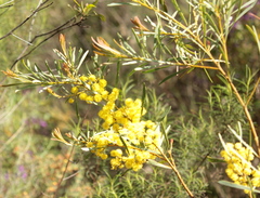 Acacia decora