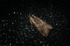 Calathusa hypotherma