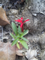Lobelia cardinalis
